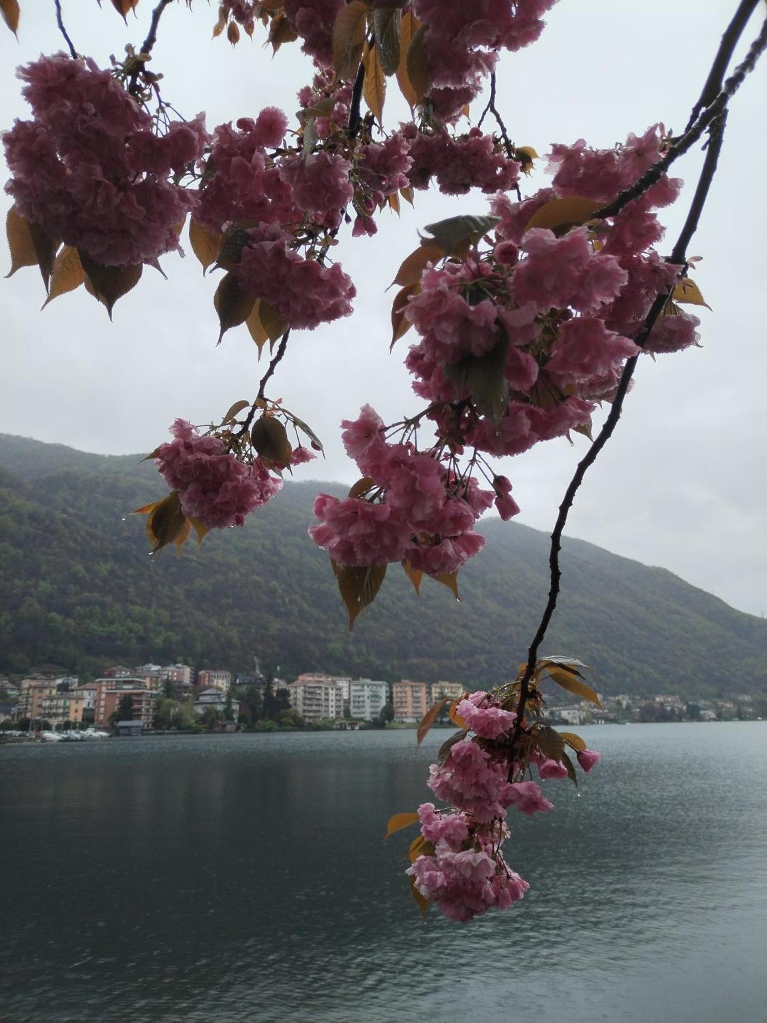 Un Balcone Sul Lago オメーニャ エクステリア 写真